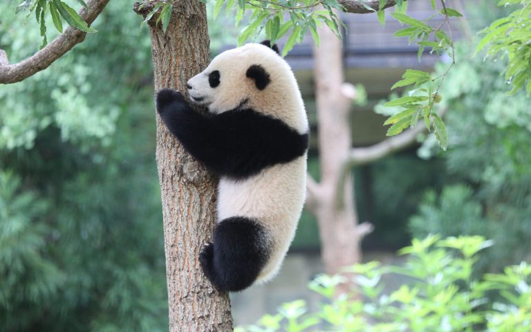 Giant panda baby